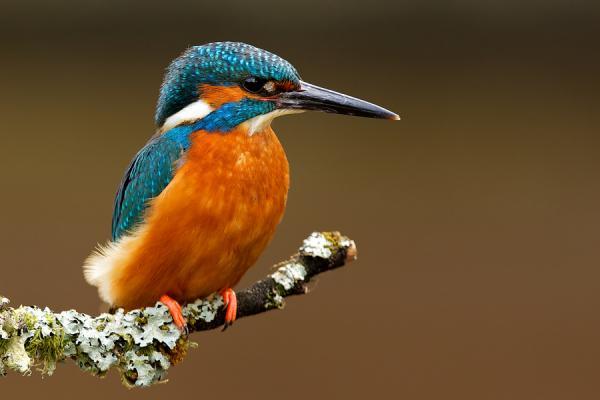 king_by_ Mark Bridger600_400