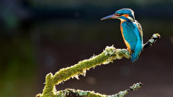 kingfisher and the cobwebs_by_ Mark Bridger600_338