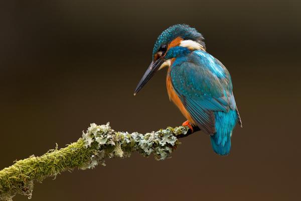 kingfisher_by_ Mark Bridger600_400