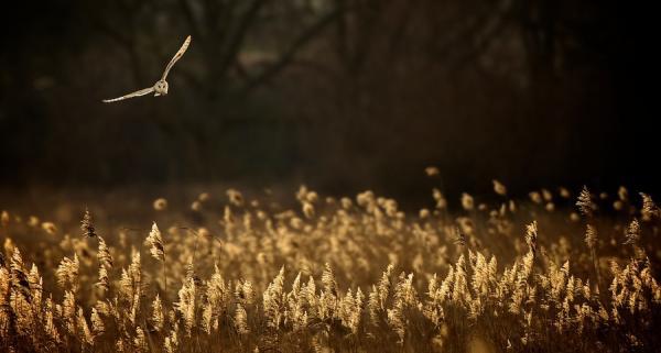 last light hunt_by_ Mark Bridger600_321