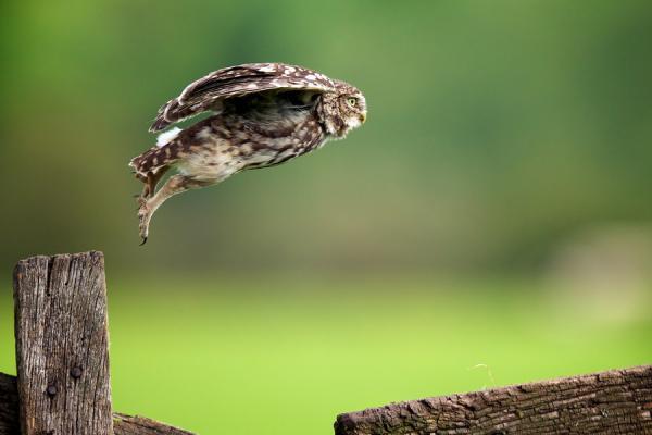 lift off_by_ Mark Bridger600_400