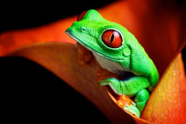 red eye_by_ Mark Bridger600_400
