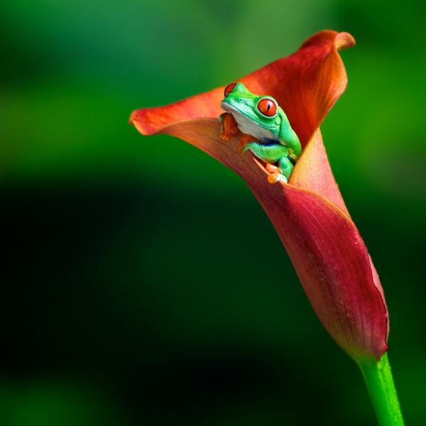 redeye square_by_ Mark Bridger600_600