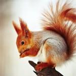 25 Pictures of Cute Animals