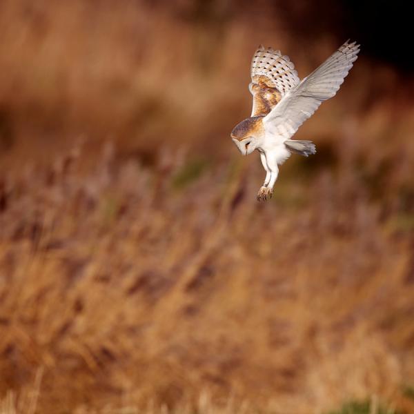 strike_by_ Mark Bridger600_600