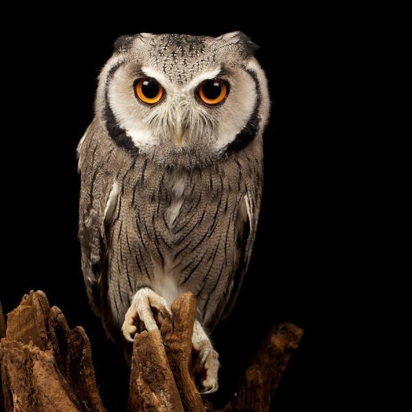 this is my serious face_by_ Mark Bridger600_600