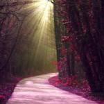 Photography by Josephine Richards