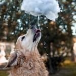 Dog Pictures by Candice Sedighan