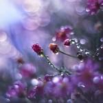 Bokeh Photography by Najwa