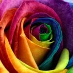 Macro Photography by Mark Johnson
