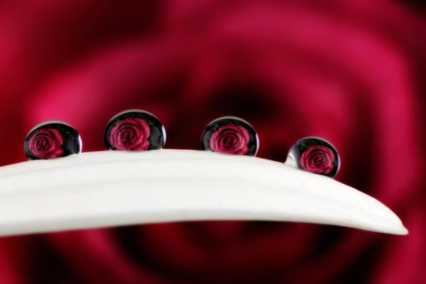 Mark Johnson_18600_400