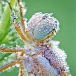 Nature Photography by David Chambon