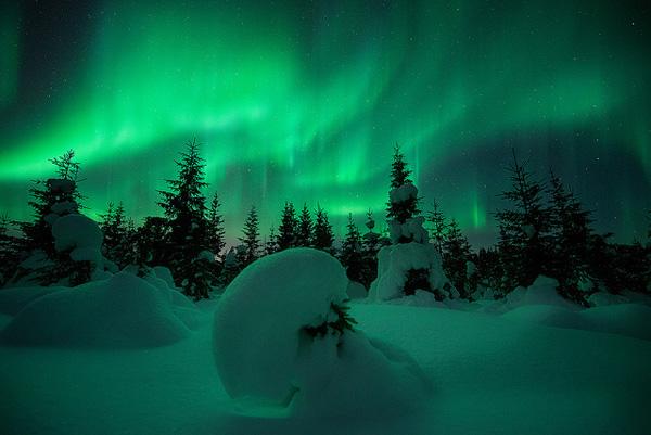 Forest Lights by Arild Heitmann