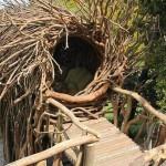 Human Nests by Jayson Fann