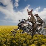 Dog Adventures by Jeannette Oerlemans