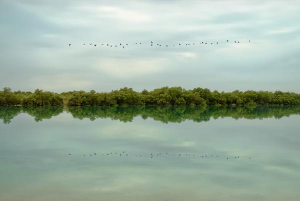 Tranquility by Hossein Zare