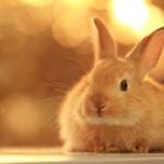 50 Cute Bunny Pictures