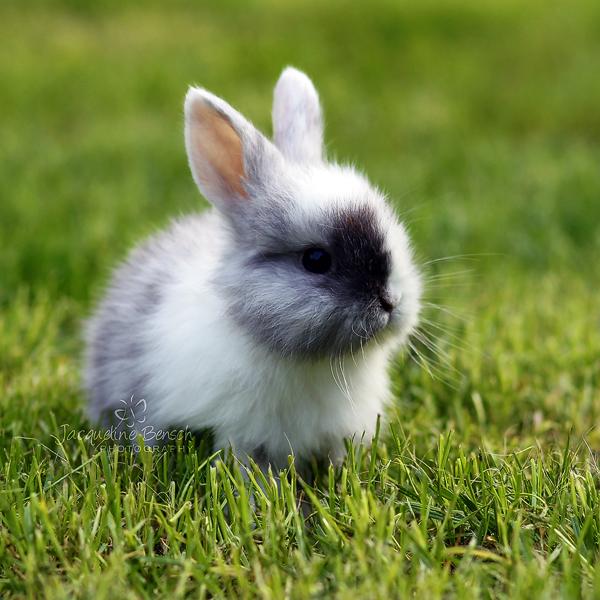 50 Cute Bunny Pictures | Art and Design