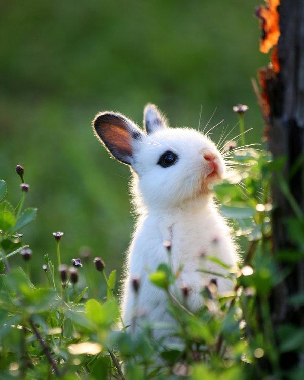 Real sweet bunny