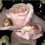 Fairytale Birdworks by Charlotte Bird