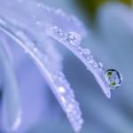 Macro Photography by Miki Asai