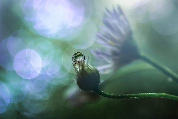 In the early light by_ Miki Asai