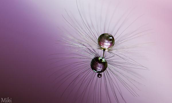 Magical Seed by_ Miki Asai