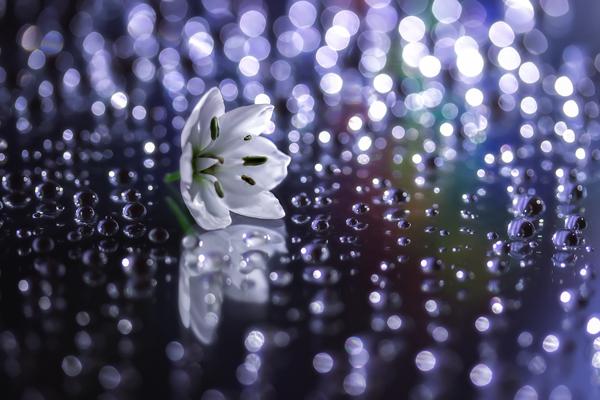 Stardust by_ Miki Asai