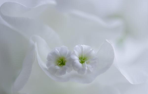 Until death do us part by_ Miki Asai