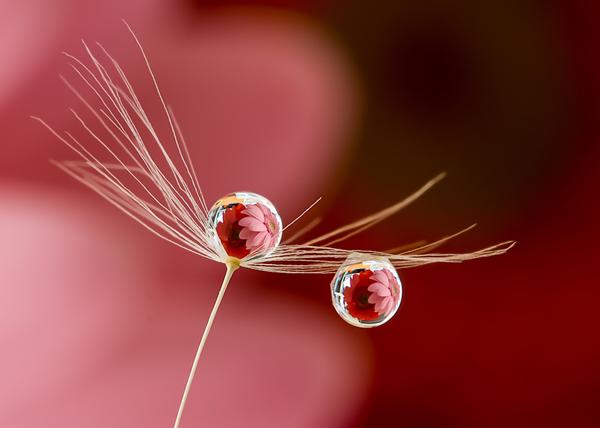 Water Candy by_ Miki Asai