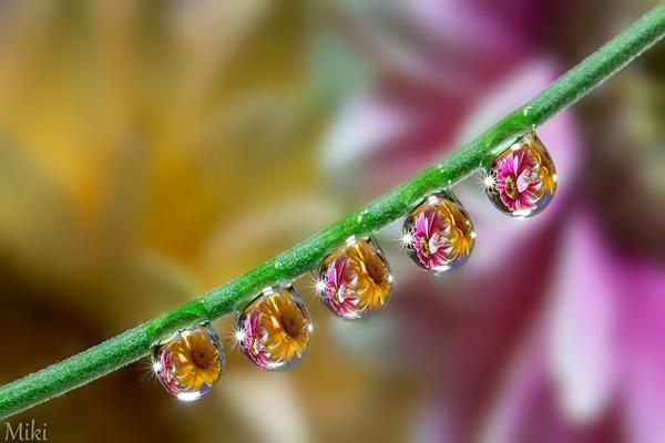 Water angels by_ Miki Asai