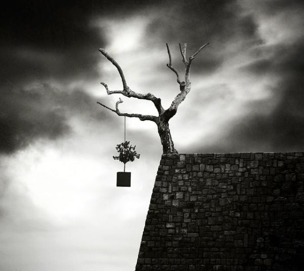 tree_by_George Christakis600_534