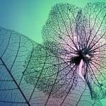 Beautiful Photography by Shihya Kowatari