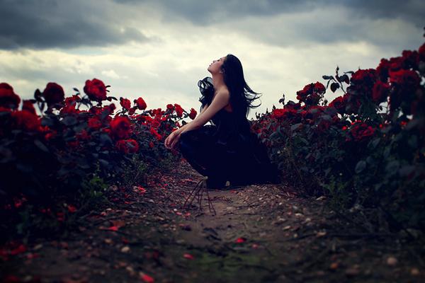 The Wildest Rose by Sarah Ann Wright