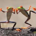 Macro Photography by Shikhei Goh