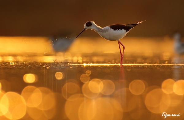 black winged stilt_by_Tejas Soni600_392 black winged stilt by Tejas Soni600 392