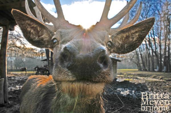 deer_by_brijome600_398