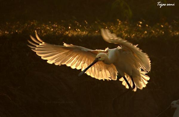 eurasian spoonbill_by_Tejas Soni600_393