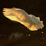 Birds Photography by Tejas Soni