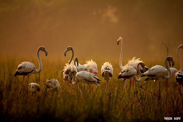 greater flamingo (2)_by_Tejas Soni600_400