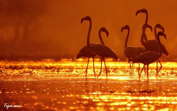 greater flamingo_by_Tejas Soni600_378