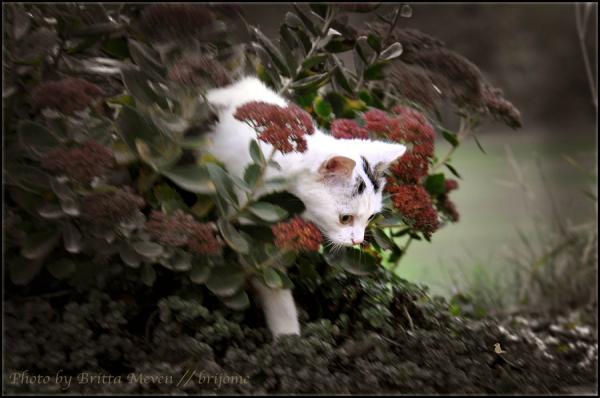 hunting_by_brijome600_398