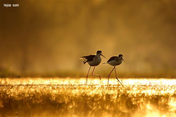 i follow you_by_Tejas Soni600_400