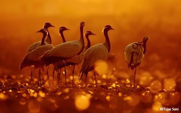 in the fields of gold_by_Tejas Soni600_376