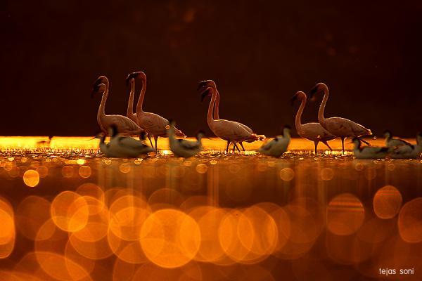 lesser flamingo_by_Tejas Soni600_400