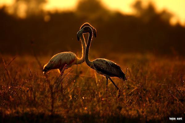 little stars_by_Tejas Soni600_400