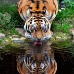 Animal Portraits by Britta Meven