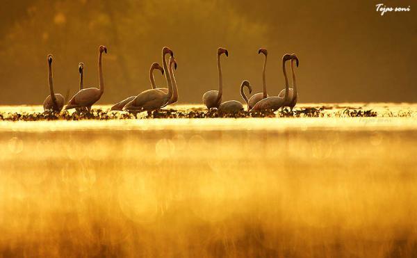 morning hymn_by_Tejas Soni600_371