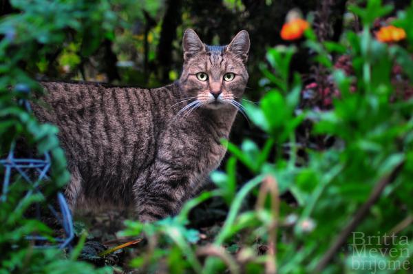 mothers_cat_by_brijome600_398