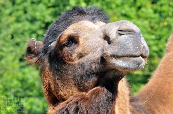 new_haircut_by_brijome600_398